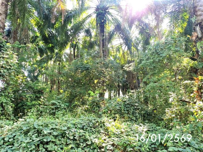 รูป สวนเกษตร 3261.2 ตร.วา ปะเหลียน ตรัง 2.7M - รูปที่ 3/16