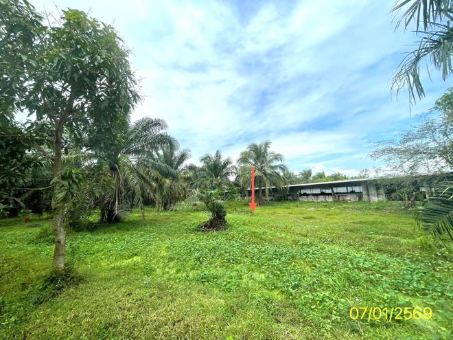 รูป ฟาร์ม 1603 ตร.วา เมืองพัทลุง พัทลุง 7M - รูปที่ 9/24