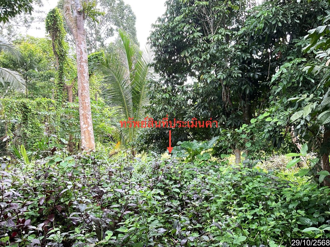 รูป เพิงอเนกประสงค์ 643 ตร.วา ทุ่งสง นครศรีธรรมราช 1.8M - รูปที่ 14/22