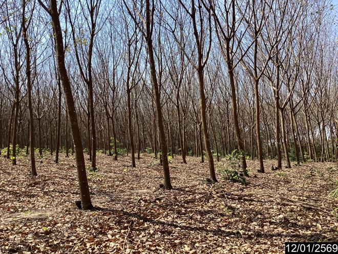 picture LAND 11227 Sq.w. Nongkai for 9M - 9/24
