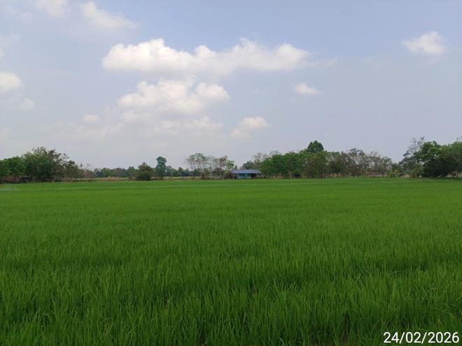 รูป บ้านเดี่ยว 22359 ตร.วา วชิรบารมี พิจิตร 7.2M - รูปที่ 8/24