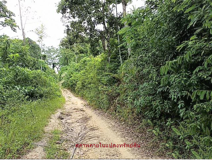 picture PROPERTY 11778.5 Sq.w. Ko Samui Surat Thani for 83M - 12/12