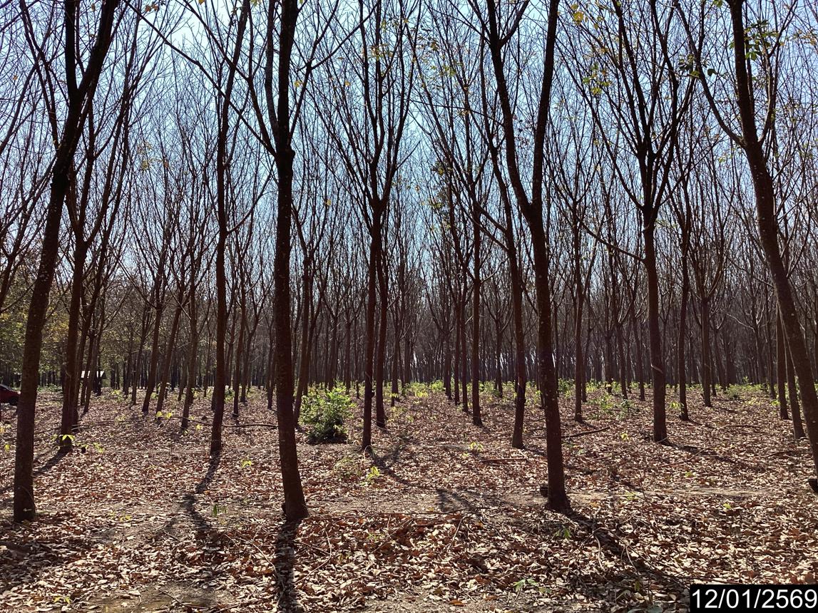 picture LAND 11227 Sq.w. Nongkai for 9M - 18/24