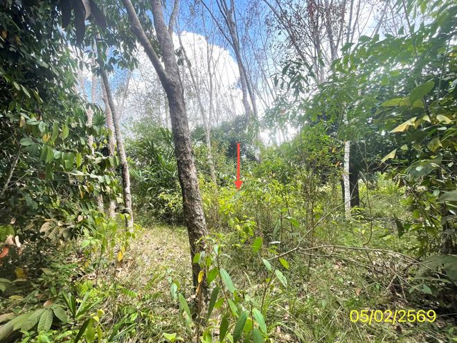 picture LAND 310 Sq.w. Hat Yai Songkhla for 1.1M - 7/22