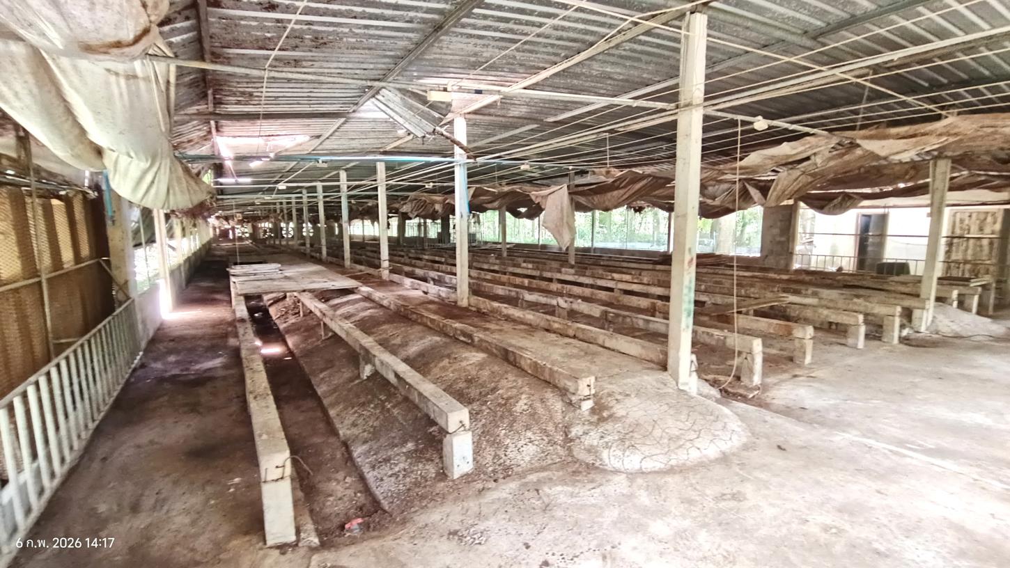 รูป เพิงอเนกประสงค์ 4000 ตร.วา ศรีนครินทร์ พัทลุง 5.1M - รูปที่ 32/40