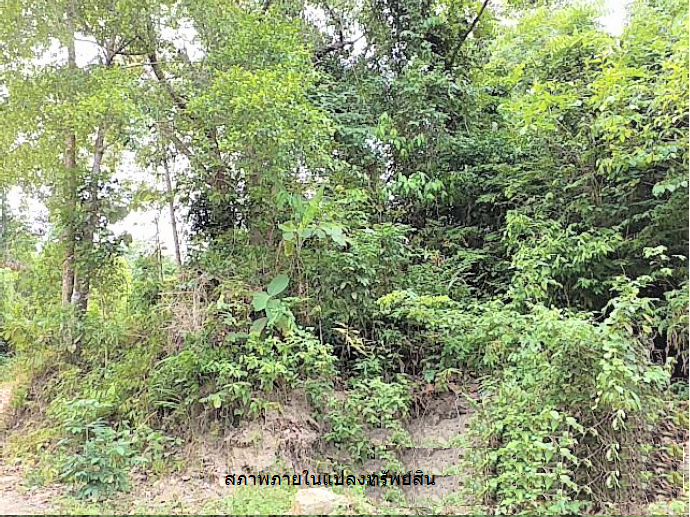 picture PROPERTY 11778.5 Sq.w. Ko Samui Surat Thani for 83M - 7/12