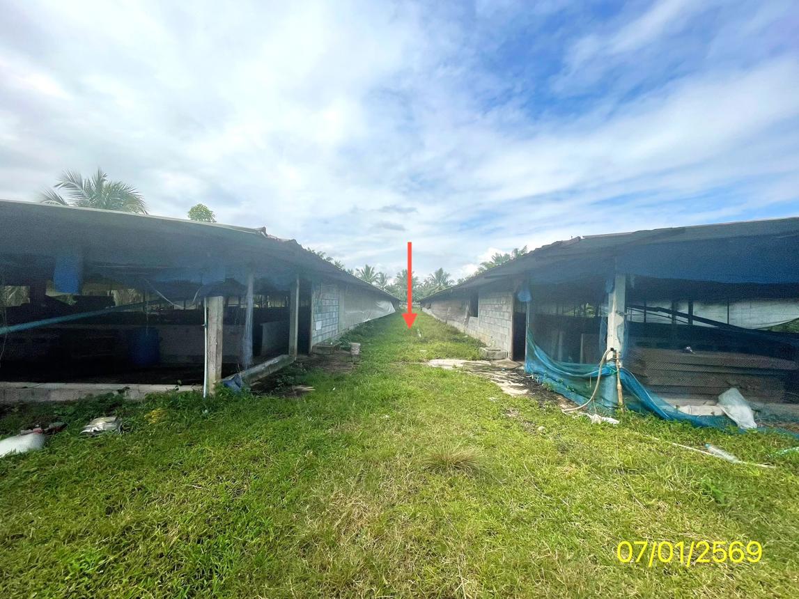 รูป ฟาร์ม 1603 ตร.วา เมืองพัทลุง พัทลุง 7M - รูปที่ 12/24