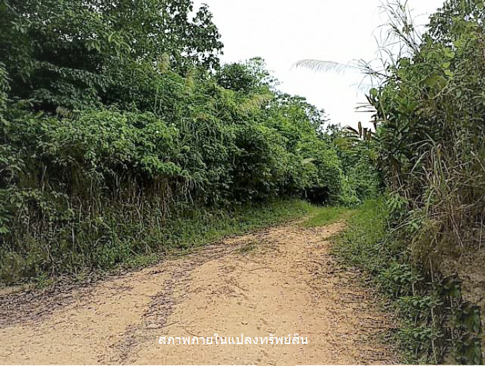picture PROPERTY 11778.5 Sq.w. Ko Samui Surat Thani for 83M - 10/12