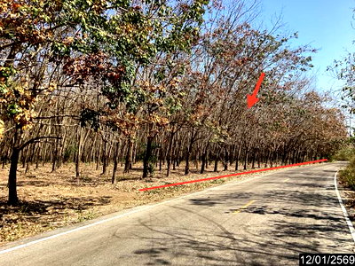 LAND 11227 Sq.w. Nongkai for 9M