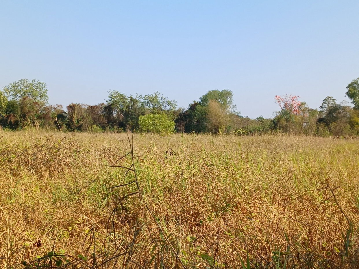 picture LAND 1526.6 Sq.w. Chiang Yun Maha Sarakham for 4.3M - 6/7