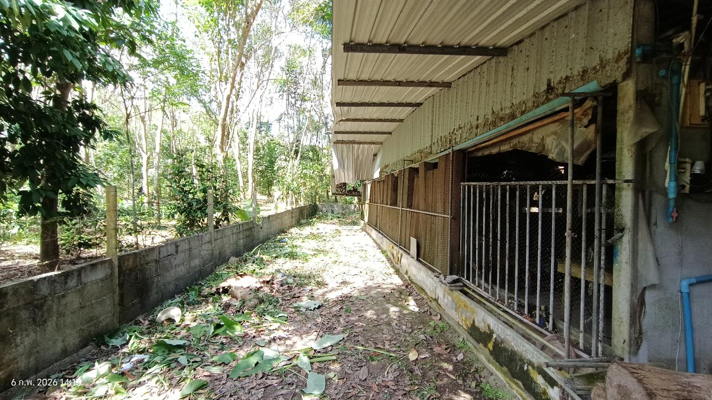 รูป เพิงอเนกประสงค์ 4000 ตร.วา ศรีนครินทร์ พัทลุง 5.1M - รูปที่ 25/40