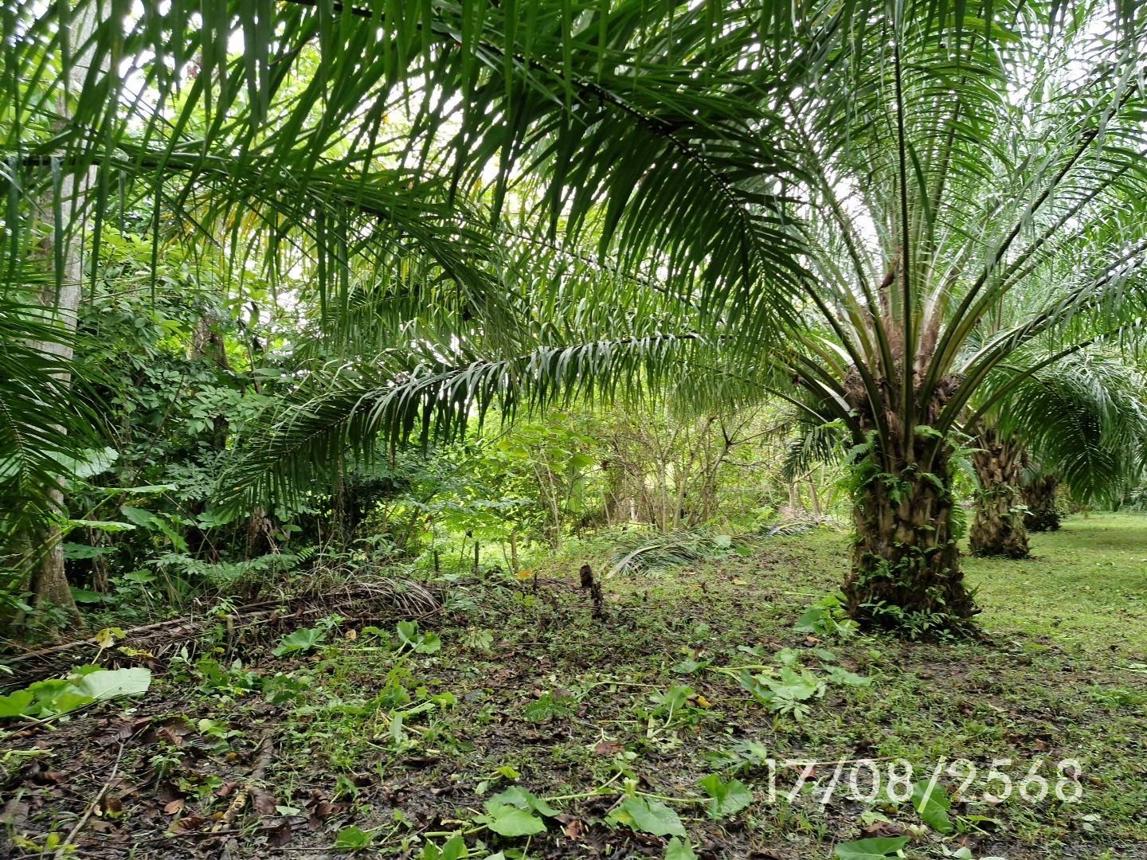 รูป บ้านเดี่ยว 1074 ตร.วา ฉวาง นครศรีธรรมราช 14.8M - รูปที่ 14/24