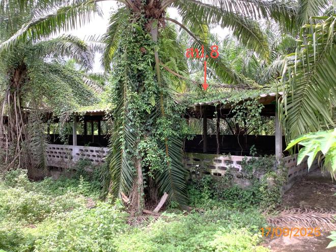 รูป ฟาร์ม 2259.1 ตร.วา เฉลิมพระเกียรติ นครศรีธรรมราช 5.6M - รูปที่ 13/36