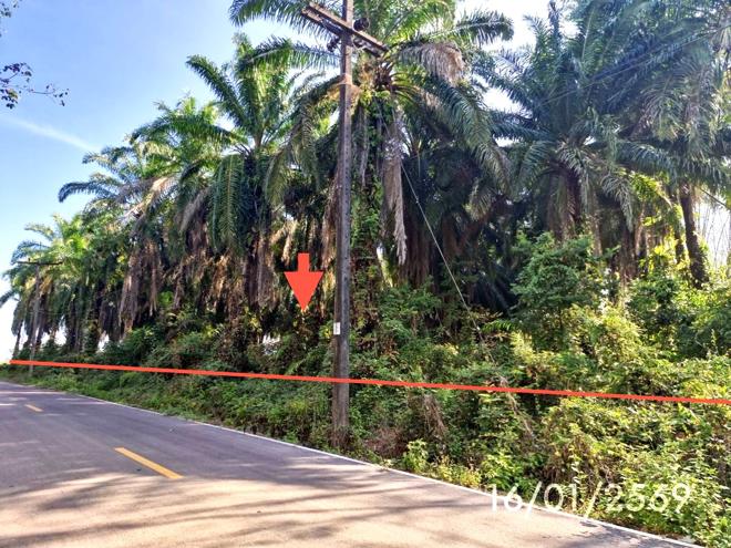 รูป สวนเกษตร 3261.2 ตร.วา ปะเหลียน ตรัง 2.7M - รูปที่ 2/16