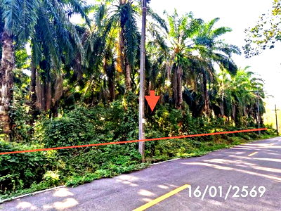 ที่ดิน ปะเหลียน ตรัง : สวนเกษตร 3261.2 ตร.วา ปะเหลียน ตรัง 3.7M