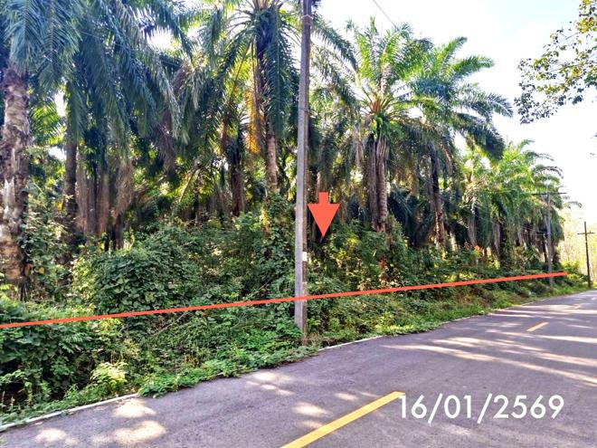 รูป สวนเกษตร 3261.2 ตร.วา ปะเหลียน ตรัง 2.7M - รูปที่ 1/16