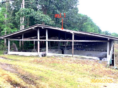 ฟาร์ม 3649 ตร.วา เฉลิมพระเกียรติ นครศรีธรรมราช 12.2M