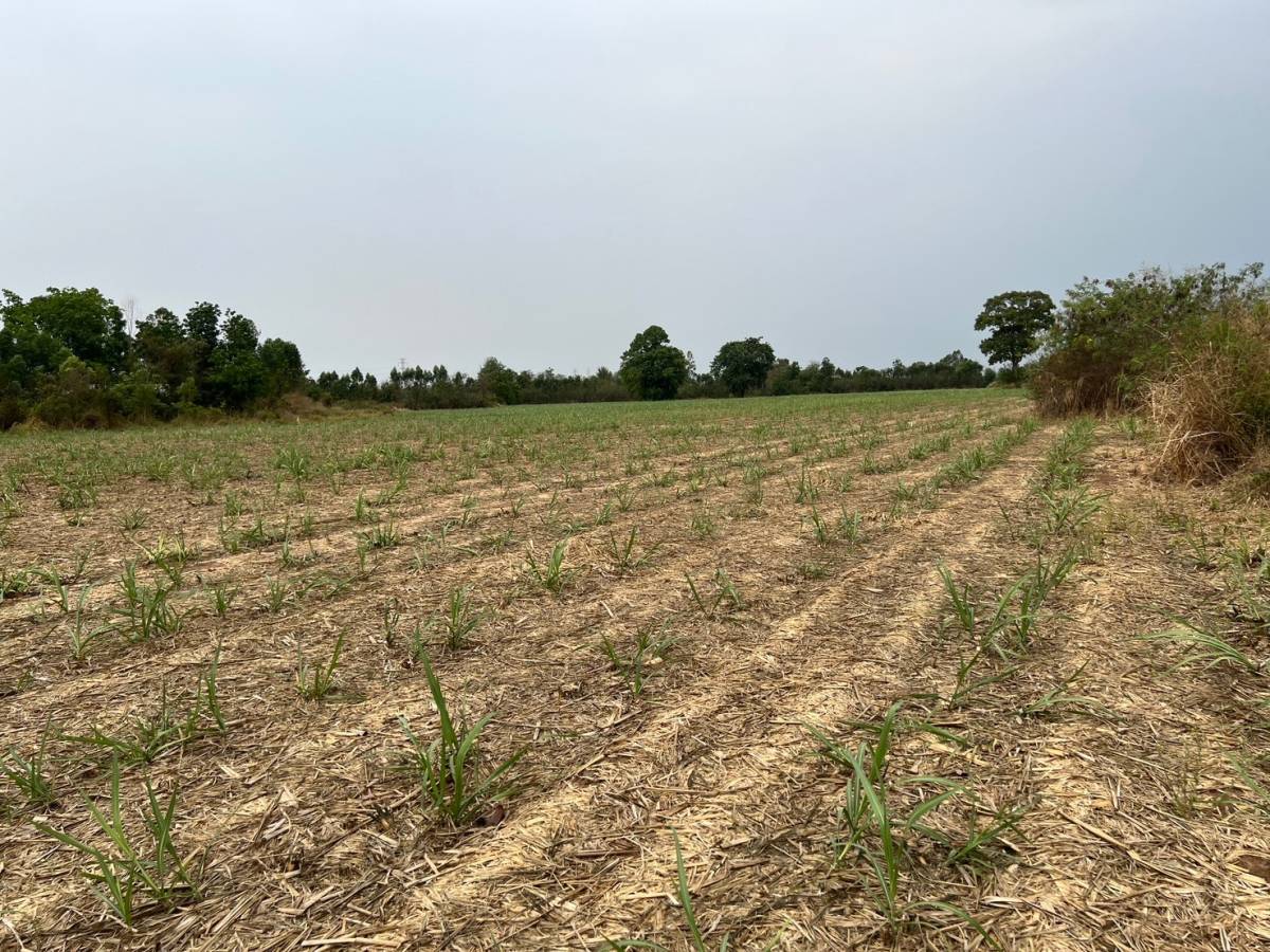 รูป ที่ดินพร้อมสิ่งปลูกสร้าง 35967 ตร.วา อำเภอลำปลายมาศ บุรีรัมย์ 27.5M - รูปที่ 5/9