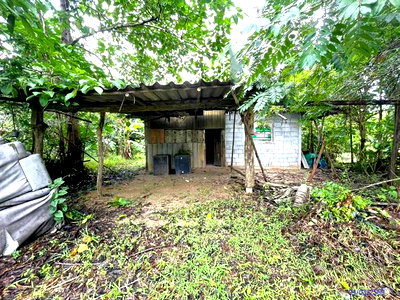 บ้านเดี่ยว พัทลุง : บ้านเดี่ยว 170 ตร.วา เมืองพัทลุง พัทลุง 1.4M