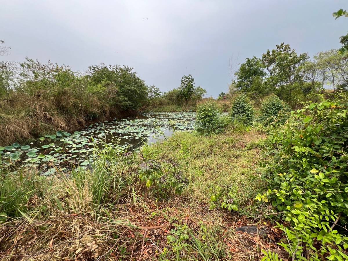 รูป ที่ดินพร้อมสิ่งปลูกสร้าง 35967 ตร.วา อำเภอลำปลายมาศ บุรีรัมย์ 27.5M - รูปที่ 7/9