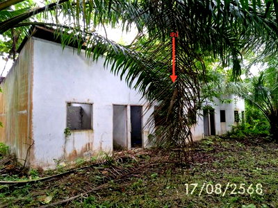 บ้านเดี่ยว นครศรีธรรมราช : บ้านเดี่ยว 1074 ตร.วา ฉวาง นครศรีธรรมราช 14.8M