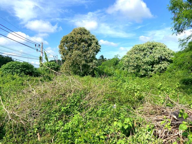 รูป บ้านเดี่ยว 247 ตร.วา สะเดา สงขลา 3.6M - รูปที่ 7/20
