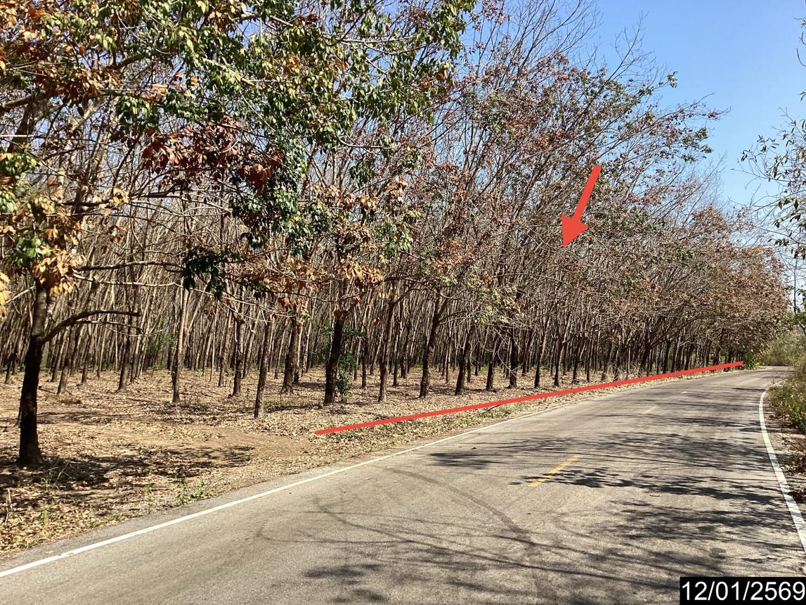 picture LAND 11227 Sq.w. Nongkai for 9M - 11/24