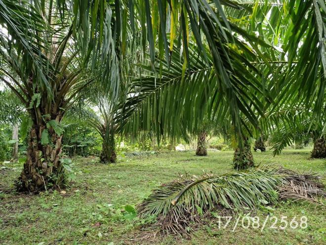 รูป บ้านเดี่ยว 1074 ตร.วา ฉวาง นครศรีธรรมราช 14.8M - รูปที่ 7/24