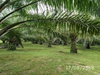 listing thumbnail image 15