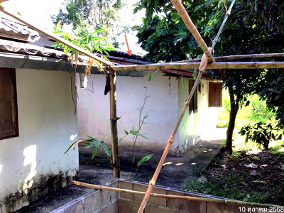 บ้านเดี่ยว แม่จัน เชียงราย : บ้านเดี่ยว 1597 ตร.วา แม่จัน เชียงราย 4.6M