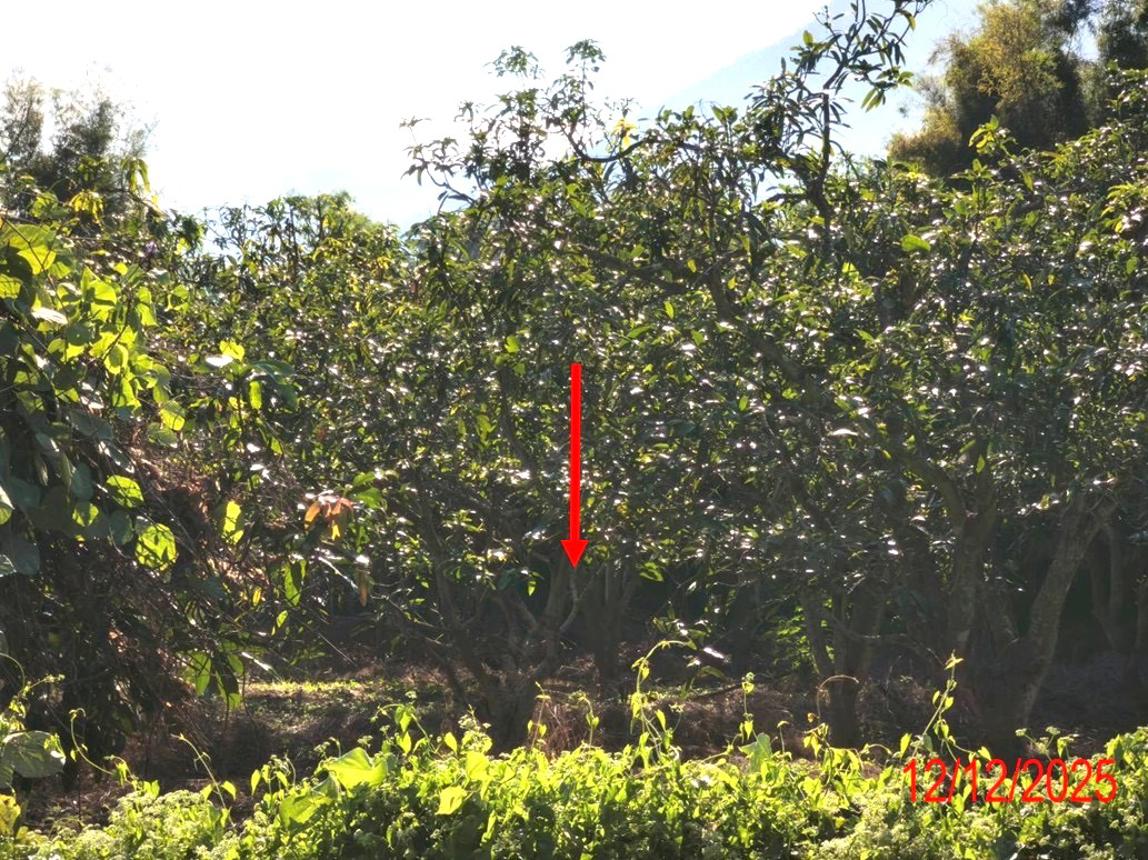 รูป สวนเกษตร 8355.2 ตร.วา บ้านโฮ่ง ลำพูน 6.2M - รูปที่ 13/18