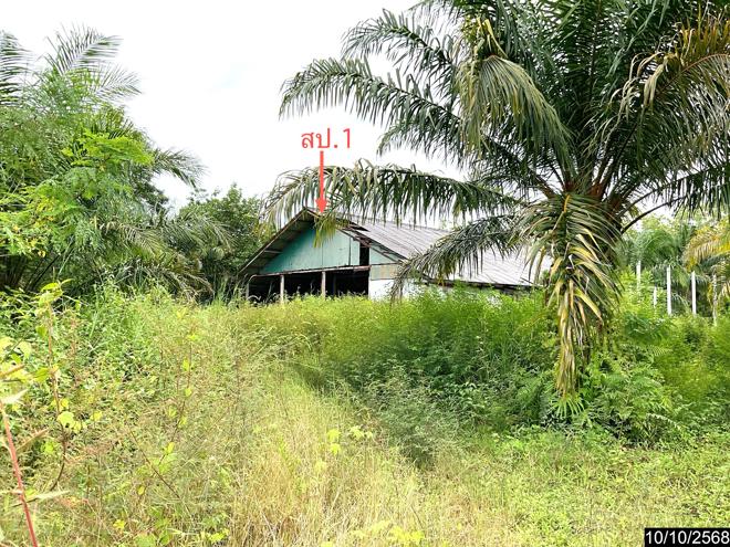 รูป บ้านเดี่ยว 3646 ตร.วา ทุ่งสง นครศรีธรรมราช 12M - รูปที่ 1/38