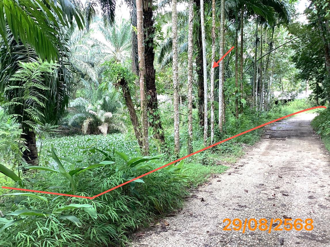 picture LAND 2165 Sq.w. Kapong Phangnga for 4M - 31/36