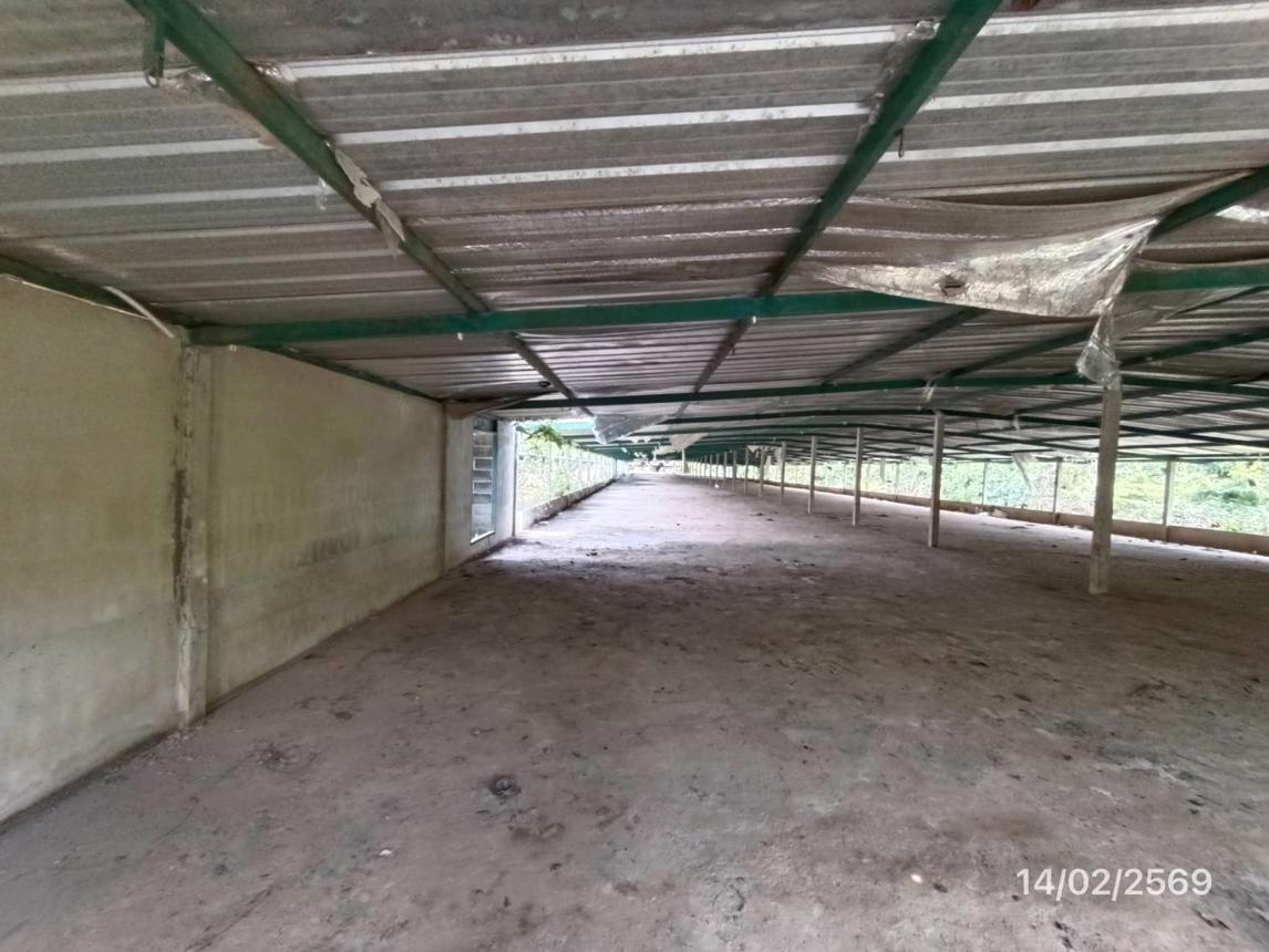 รูป ฟาร์ม 3464 ตร.วา สทิงพระ สงขลา 9.7M - รูปที่ 29/48