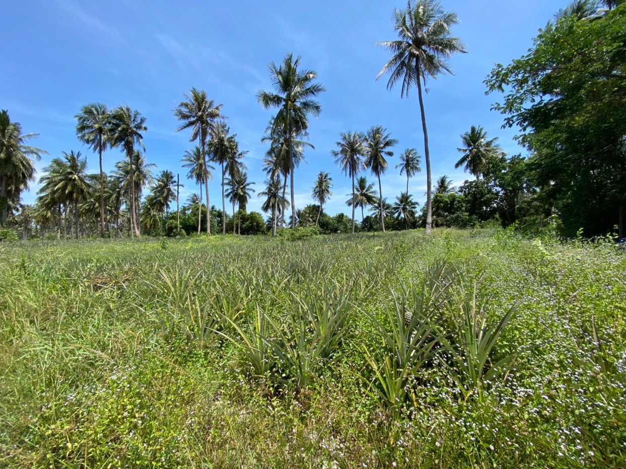 picture LAND 16156 Sq.w. Thap Sakae Prachaubkirikhan for 10.6M - 2/8