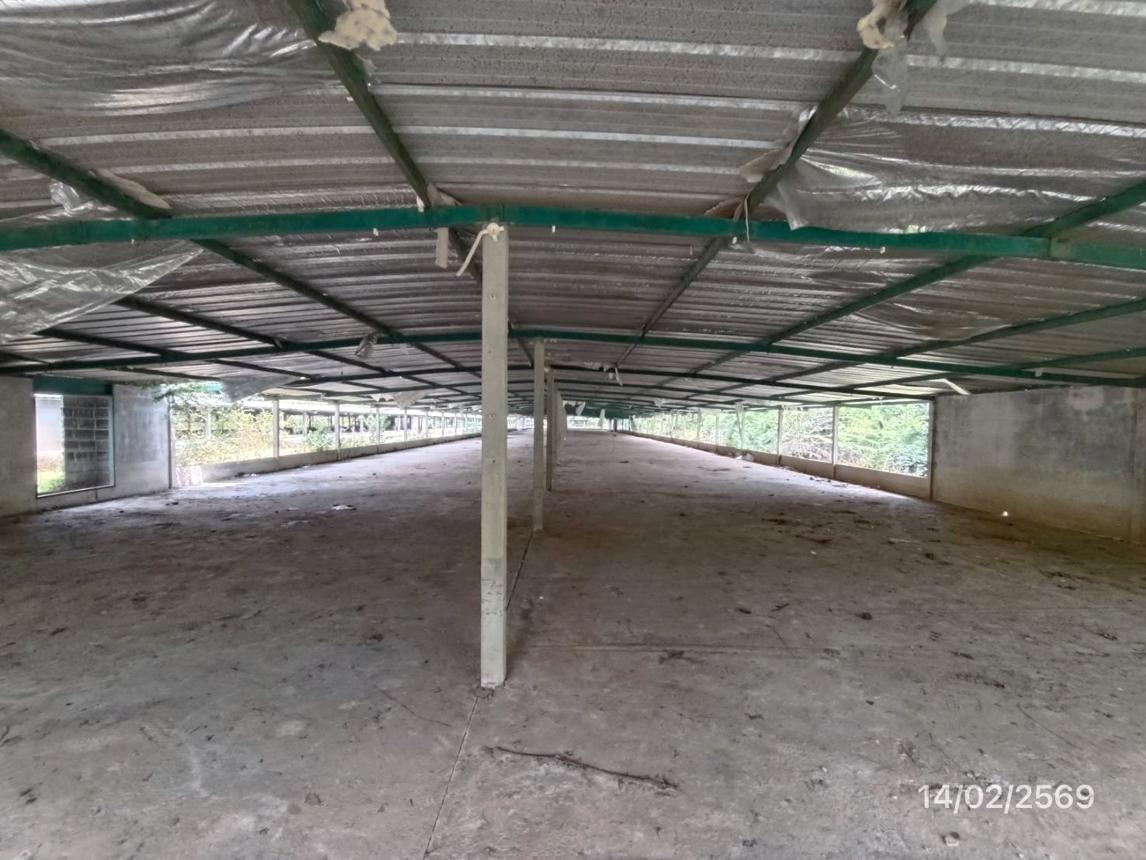 รูป ฟาร์ม 3464 ตร.วา สทิงพระ สงขลา 9.7M - รูปที่ 30/48
