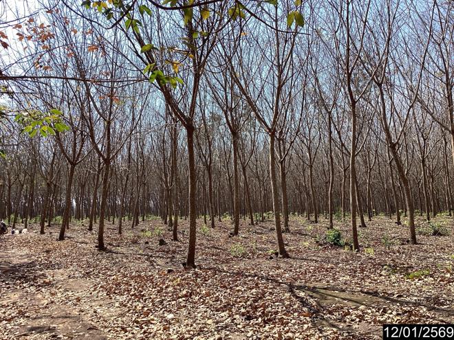 picture LAND 11227 Sq.w. Nongkai for 9M - 10/24