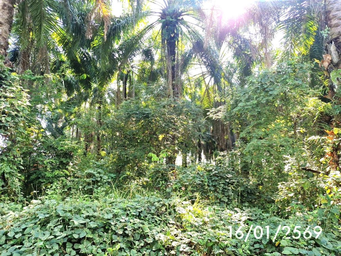 รูป สวนเกษตร 3261.2 ตร.วา ปะเหลียน ตรัง 2.7M - รูปที่ 9/16