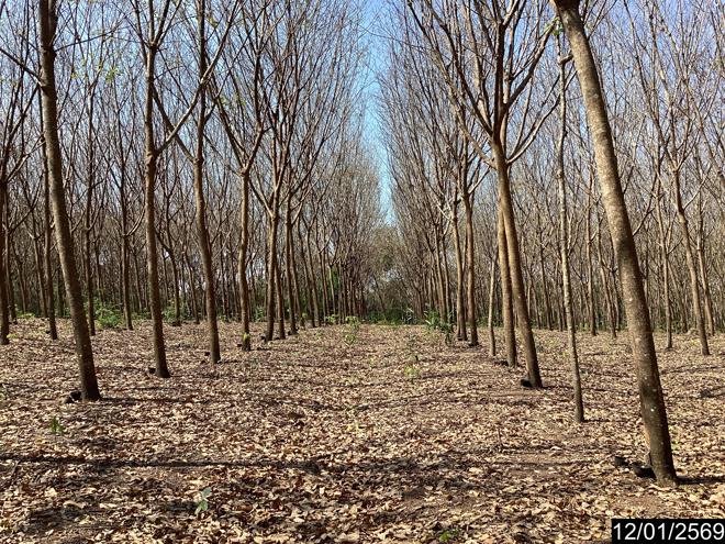 picture LAND 11227 Sq.w. Nongkai for 9M - 5/24