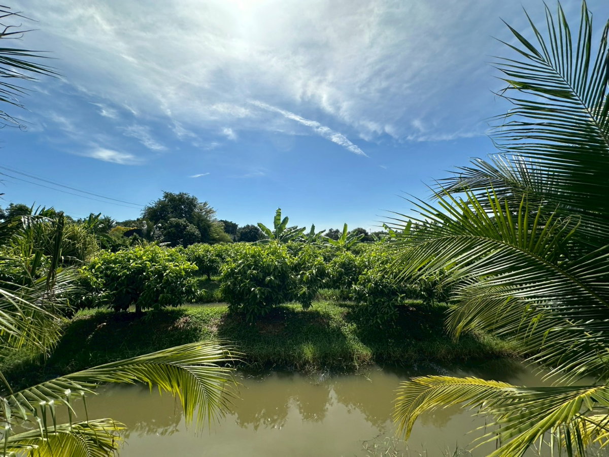 รูป ขายที่ดินเปล่า ซอยรวมญาติ เนื้อที่ 8-0-72 ไร่ ทำเลดี เดินทางสะดวก น้ำ-ไฟเข้าถึง - รูปที่ 7/13