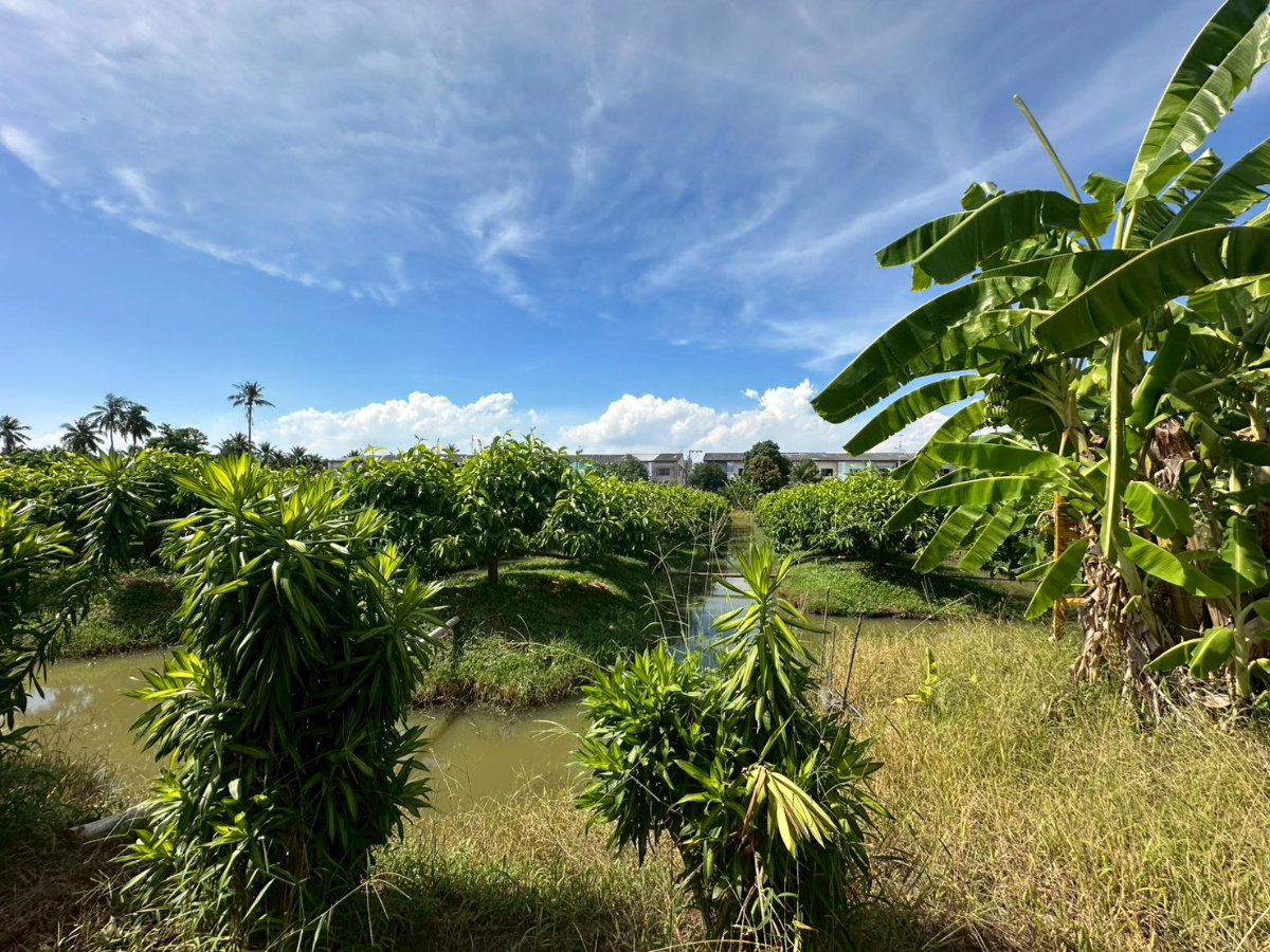 รูป ขายที่ดินเปล่า ซอยรวมญาติ เนื้อที่ 8-0-72 ไร่ ทำเลดี เดินทางสะดวก น้ำ-ไฟเข้าถึง - รูปที่ 11/13