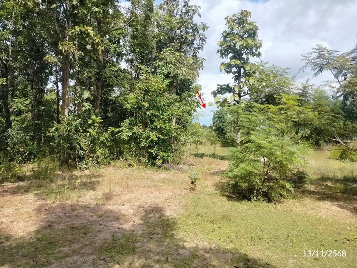 picture FACTORY 1756 Sq.w. Wanon Niwat Sakon Nakhon for 2M - 12/20