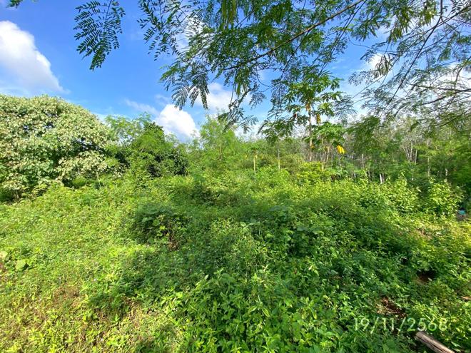 รูป บ้านเดี่ยว 247 ตร.วา สะเดา สงขลา 3.6M - รูปที่ 6/20