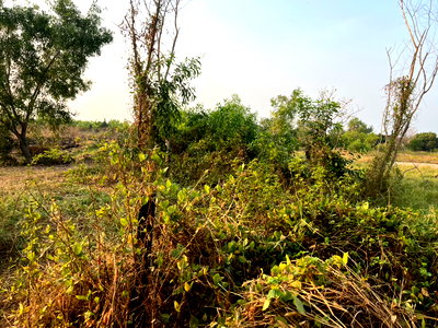 ที่ดิน นครนายก : ขายที่ดิน 1 ไร่ มีโฉนด ต.ดอนยอ อ.เมืองนครนายก ขายพร้อมโอน 650,000 บาท