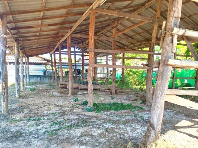รูป เพิงอเนกประสงค์ 278 ตร.วา ดอกคำใต้ พะเยา 321,000 - รูปที่ 4/20
