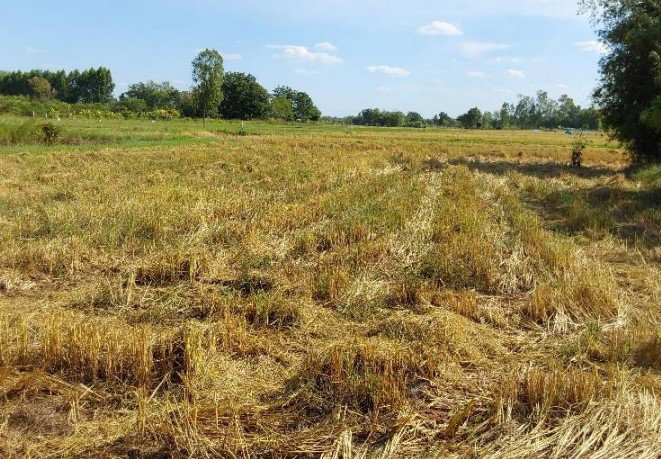 picture LAND 1492 Sq.w. Phon Khon Kaen for 1.1M - 5/8