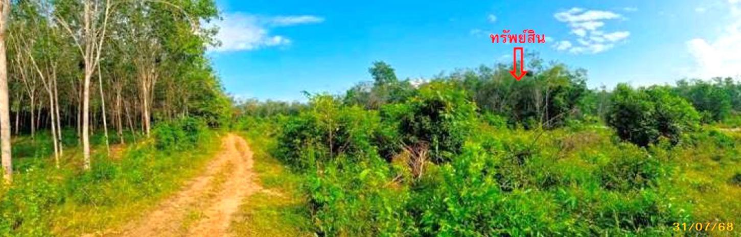 รูป สวนเกษตร 1539 ตร.วา แม่ลาน ปัตตานี 1.9M - รูปที่ 12/18