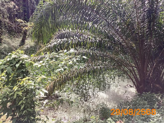 picture LAND 2165 Sq.w. Kapong Phangnga for 4M - 14/36