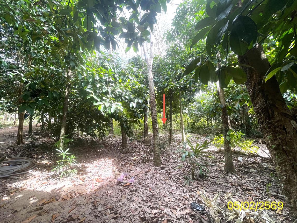 picture LAND 310 Sq.w. Hat Yai Songkhla for 1.1M - 14/22