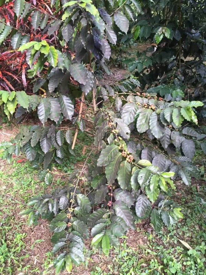 รูป ที่ดินสำหรับปล่อยขาย 16,000 ตารางเมตร แถว ใน ห้วยแก้ว (ID 2762438) - รูปที่ 7/9